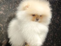 Üst Kalite, Efsane Erkek Pomeranian Yavru