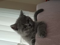 Yavru british shorthair