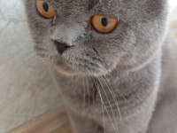 British shorthair sevgi yumağı 1.5 2 yaş