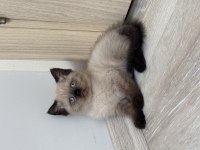 Birbirinden Güzel British Shorthair Bebeklerimiz