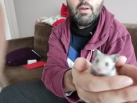 Çok Şirin Yavru Hamsterler Suriye ve Gonzales