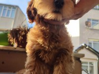 BEBEK YÜZLÜ ORİJİNAL MALTİPOO YAVRULAR