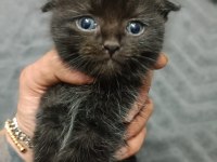 Scottish fold yavrularım
