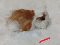 Guinea Pig Bebekler