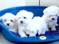 Kar beyaz 0 numara maltese terrier yavrularımız