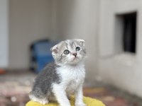2 aylık erkek scottish fold