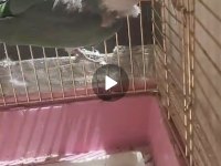 3 YAŞINDA DAMIZLIK ERKEK MONK