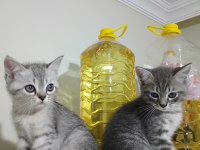 British shorthair 2 aylık antalya