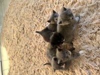 British shorthair bebekler aile ortamında kaliteli