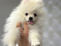 POMERANİAN BOO KÖPEĞİ