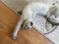 Scottish fold blue point