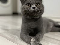 Oyuncu Temas Bağımlısı British Shorthair
