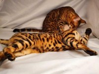 2 AYLIK BENGAL KEDİSİ YAVRULARI