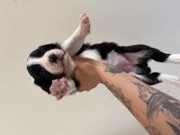 Şampiyon soy şecereli annenin 4 Dişi 1 Erkek Border Collie