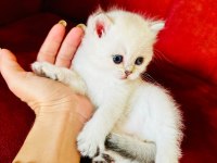 British shorthair scottish
