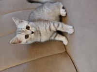 Scottish Straight Silver Tabby Dişi