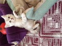 British Shorthair (British Golden) Yavrular