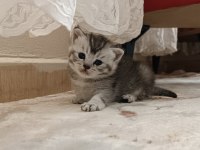 Kedimiz Çakırı sahiplenir misin