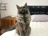 Blue smokin dişi maine coon yeleli 7 aylık