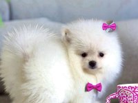 BEYAZ RENK 2 AYLIK POMERANİAN BOO DİŞİ YAVRU