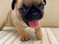 Pug yavrumuz dan varsa daha iyisi o da annesi