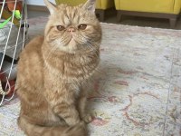 3 yaşında exotic shorthair erkek kedimiz
