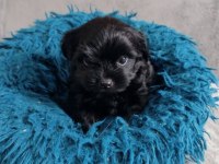 Black yorkshire terrier