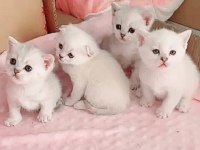 SCOTTİSH VE BRİTİSH YAVRU KEDİLER