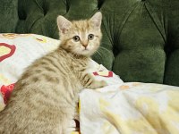 Güzel golden tabby bir prenses kedimiz bırakıyorum buraya