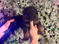 Burkemden a kan alman çoban köpeği yavruları