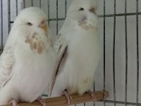 Yeni eş jumbo şov jumbo ve albino muhabbet kuşlar