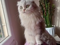 Scottish longhair silver dişi kedimi sahiplendiriyorum