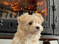 İpeksi Tüylü Neşe Küpü Maltipoo Yavruları