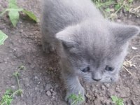 1.5 aylık british shorthair bebeklerimiz