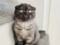 Son Sıfır Kulak Scottish Fold Yeni Yuvasına Hazırdır