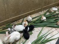 Manisa Aslanbaş Ve Lop Yavru Tavşanlar
