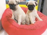 A kalite Pug Mops yavrularımız