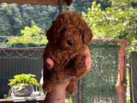 A kalite 1. Sınıf kore toy poodle