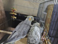 3 Aylık Sultan Papağanı