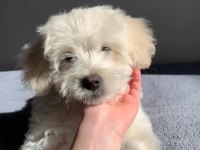 Maltese (terrier) 3 aylık