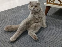 YAVRU SCOTTİSH KEDİMİZ GRİ BEYAZ