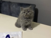 Safkan A kalite 1 buçuk aylık kedimiz mila