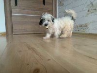Saf Kan morkie maltess 2,5 aylık erkek