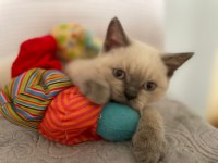 ACİL YAVRU KEDİLERİN İLANI