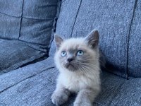 British Shorthair Blue Point Bebekler