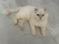 Maviş Himalayan Kızımız Bella