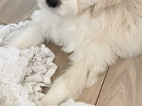 1 yaşında dişi köpeğimiz