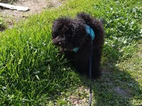 Eylül doğumlu toy poodle