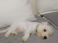 4 aylik terrier bebek uyguna verilecek