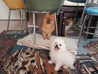 A kalite pomeranian yavru